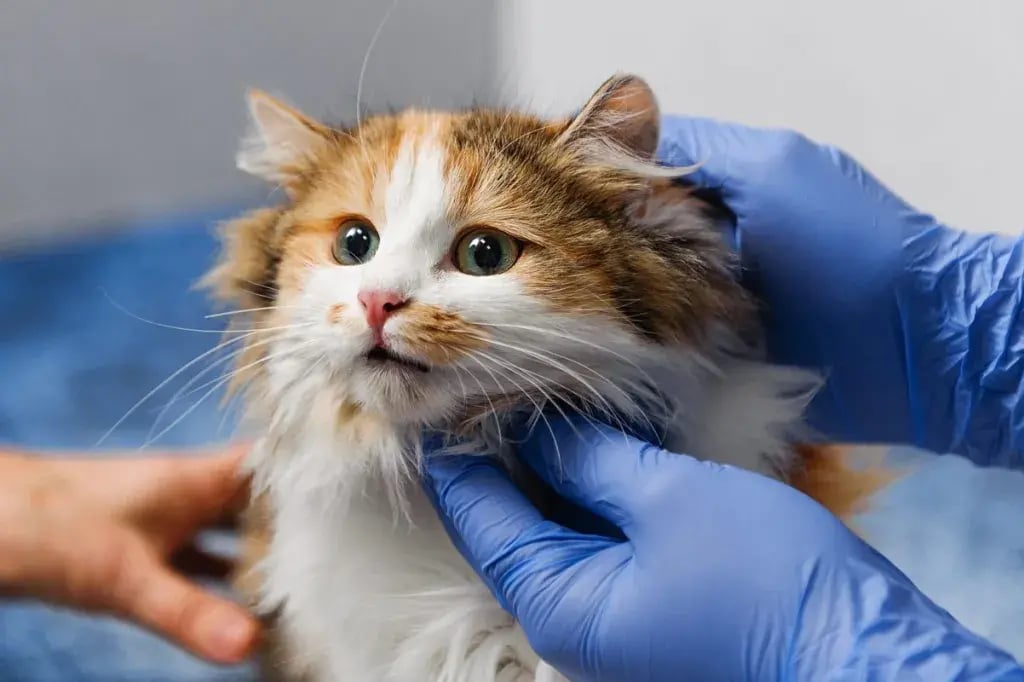 Common ailments in florida cats scaled e1686601929573 jpeg